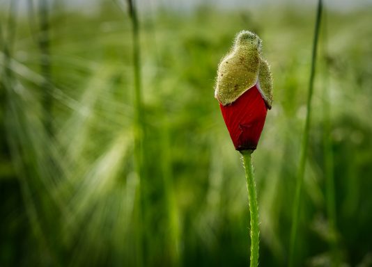 Mohn mit Hut