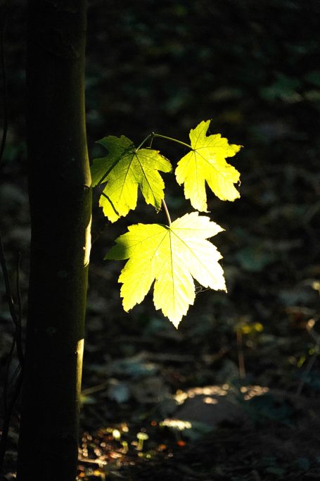 Helle Blätter leuchten im Dunkeln zwischen Bäumen im Wald.