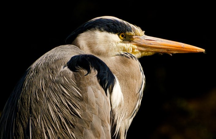 Graureiher mit markanter Schnabelform, gefiedert in Grau und Schwarz.