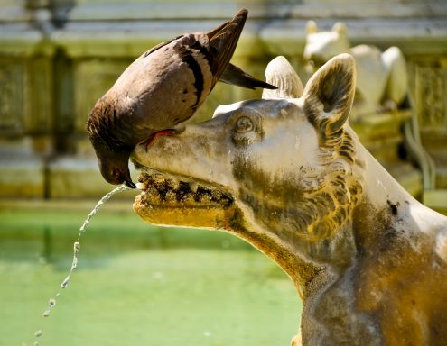 Taube trinkt Wasser aus dem Maul einer steinernen Wolfsskulptur.