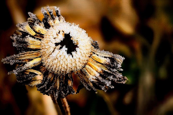 Eingefrorene Blume mit verblassten gelben Blütenblättern und frostigem Zentrum.