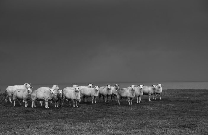 Amrum