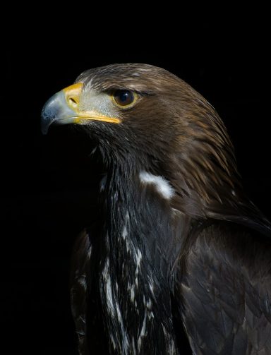 Falkenähnlicher Vogel mit dunklem Gefieder und markantem, gelben Schnabel.