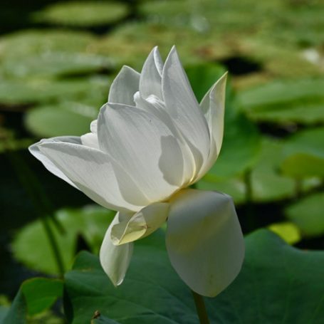 Es blüht Weißer Lotusblütenkopf mit grünen Seerosenblättern im Hintergrund.