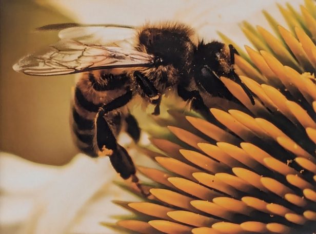 Honigbiene sitzt auf einer blühenden Echinacea-Blume.