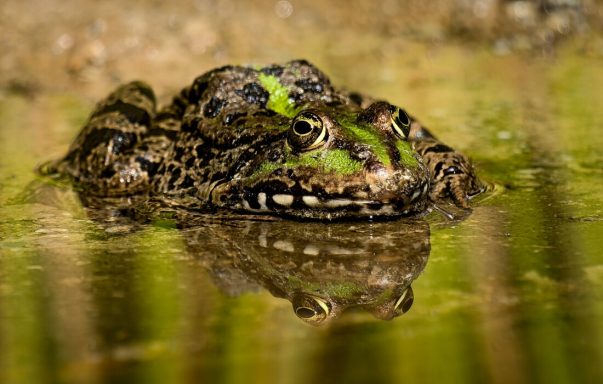 Eine Gruppe von Fröschen sitzt aufeinander im flachen Wasser.