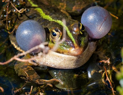 Grüner Frosch mit großen Luftsäcken im Wasser, umgeben von Pflanzen.
