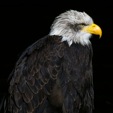Adler mit prachtvollen Federn und markantem Schnabel vor dunklem Hintergrund.