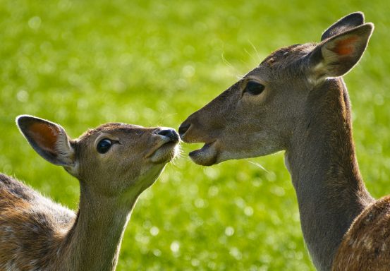 Zwei Rehe stoßen ihre Nasen einander zu, um sich zu begrüßen. Grüne Wiese im Hintergrund.