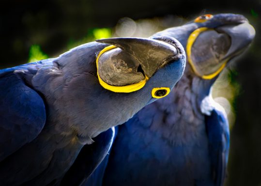 Zwei Hyazinth-Aras mit leuchtend blauen Federn und gelben Augenringen.